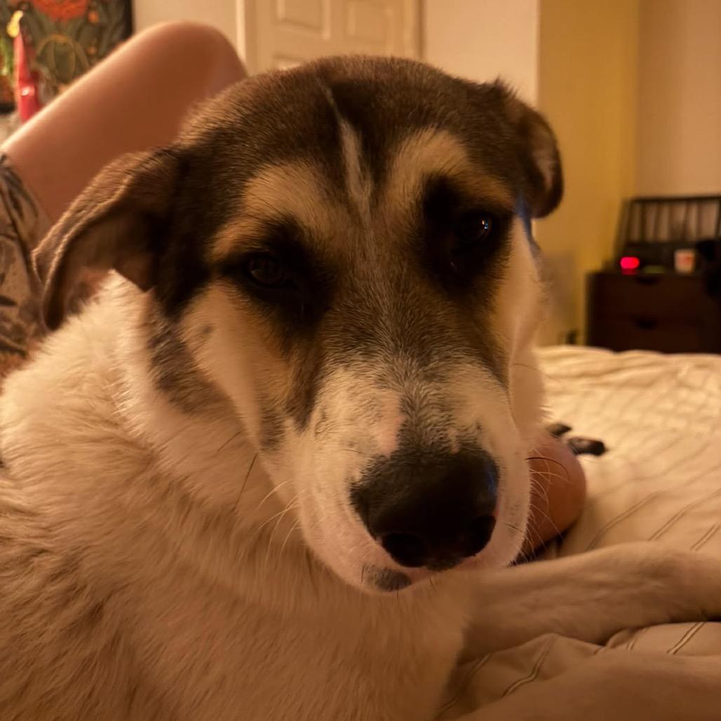 Enlarge Frankenstein - In Foster!, a Adoptable mixed breed in Flagstaff, AZ image 2/6