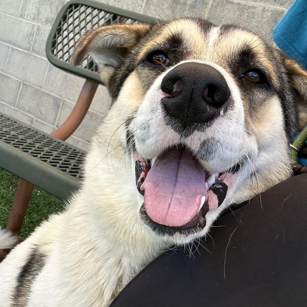 Enlarge Frankenstein - In Foster!, a Adoptable mixed breed in Flagstaff, AZ image 3/6