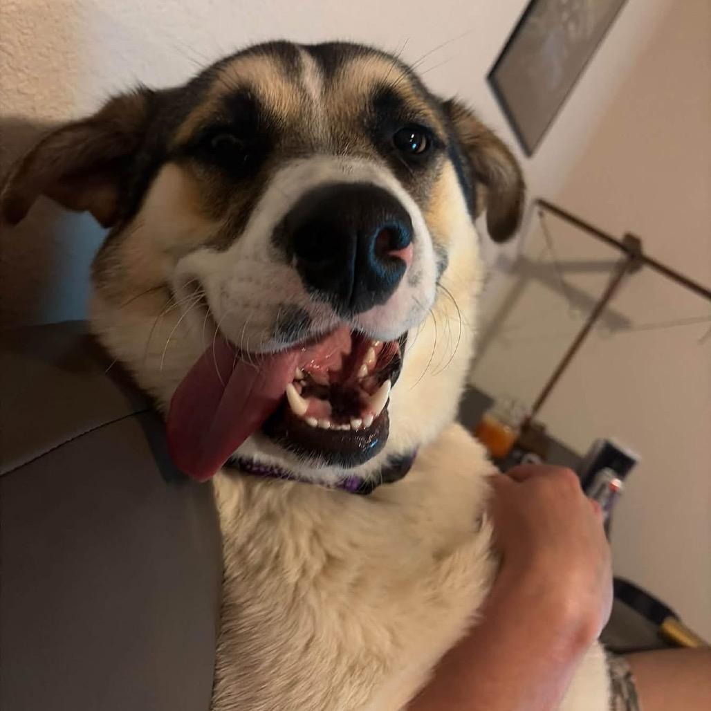 Enlarge Frankenstein - In Foster!, a Adoptable mixed breed in Flagstaff, AZ image 4/6