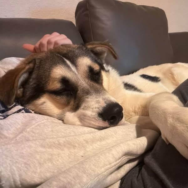 Enlarge Frankenstein - In Foster!, a Adoptable mixed breed in Flagstaff, AZ image 5/6