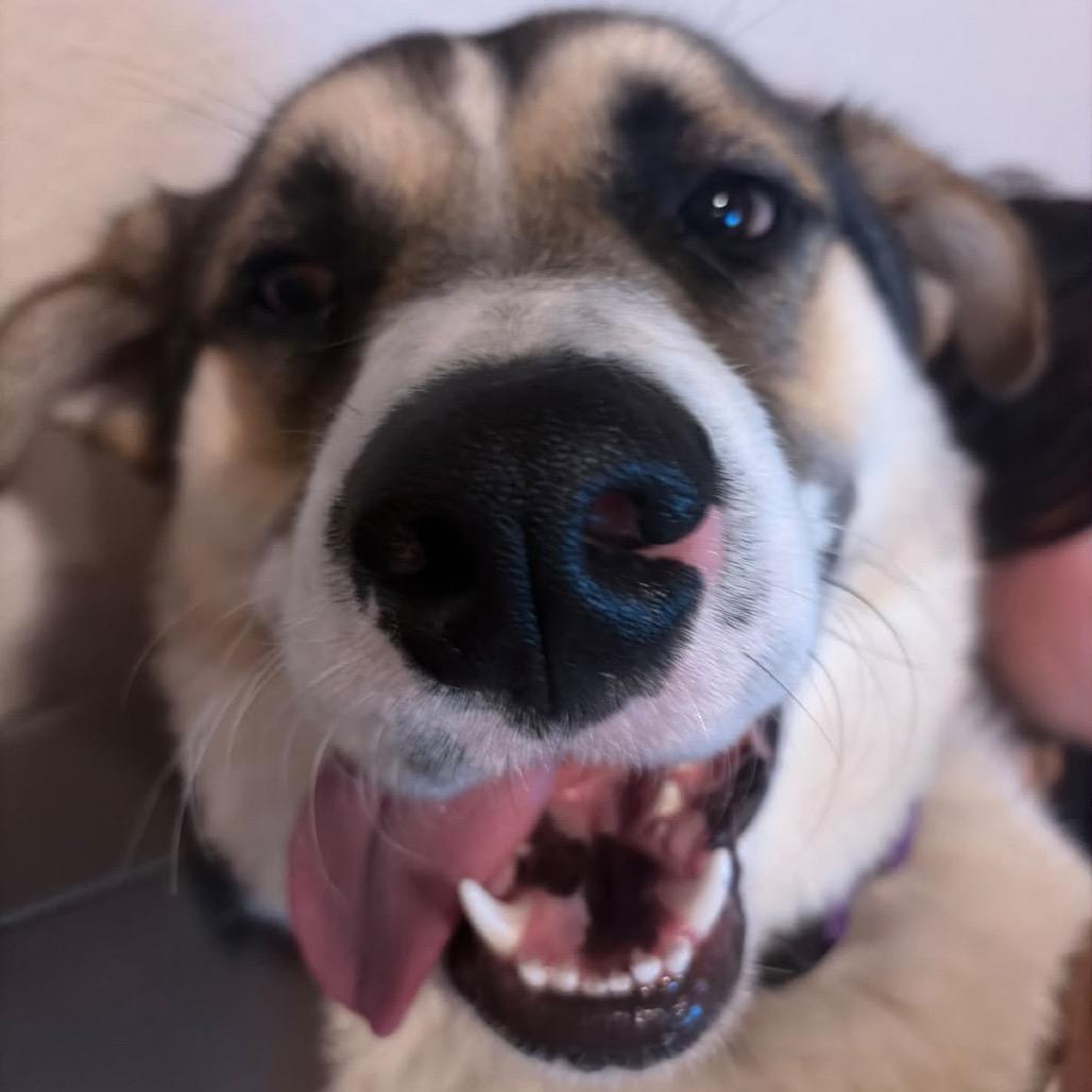Enlarge Frankenstein - In Foster!, a Adoptable mixed breed in Flagstaff, AZ image 6/6