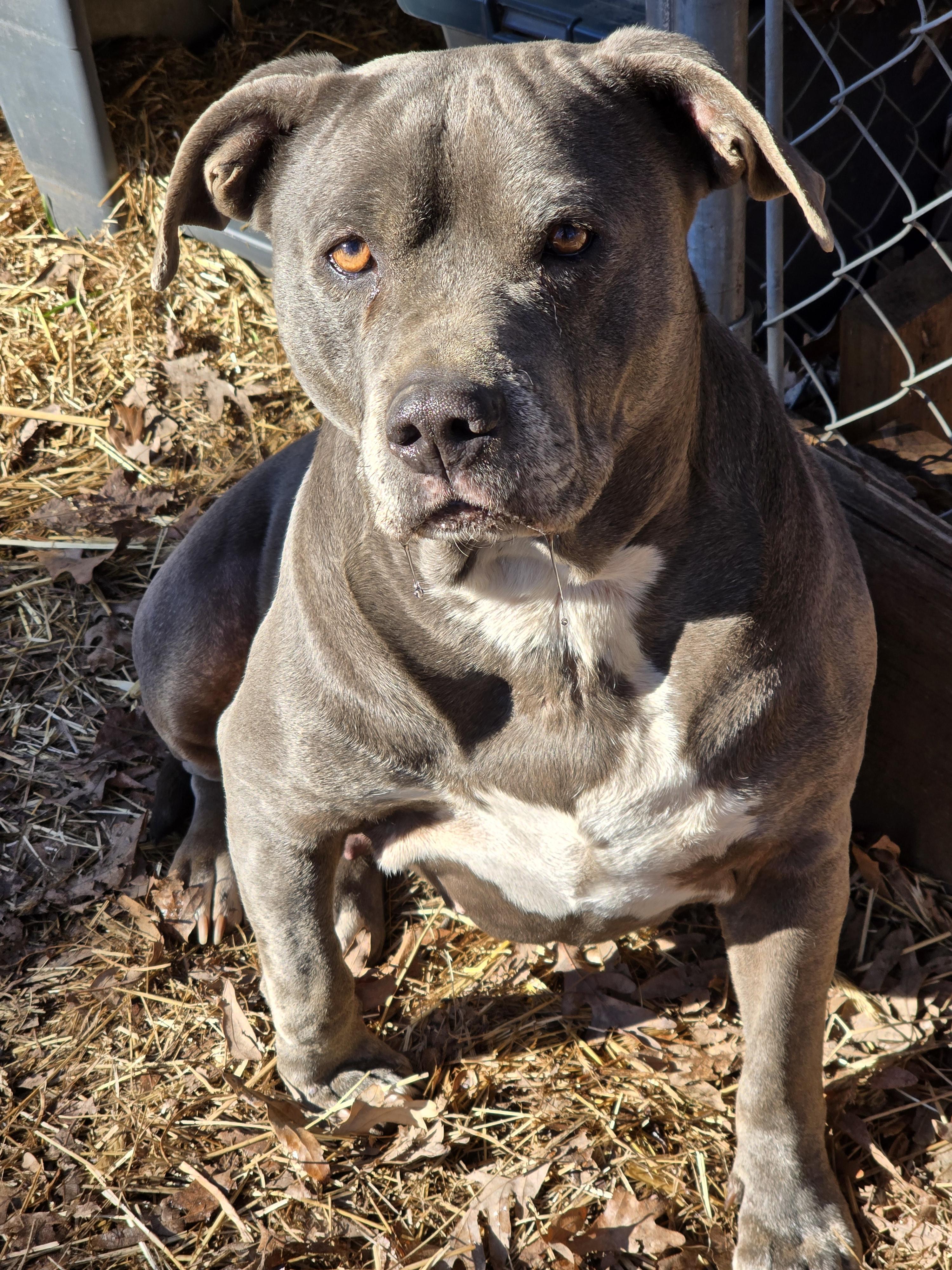 Maddie-piper, an adoptable American Staffordshire Terrier in Chase City, VA_image-1