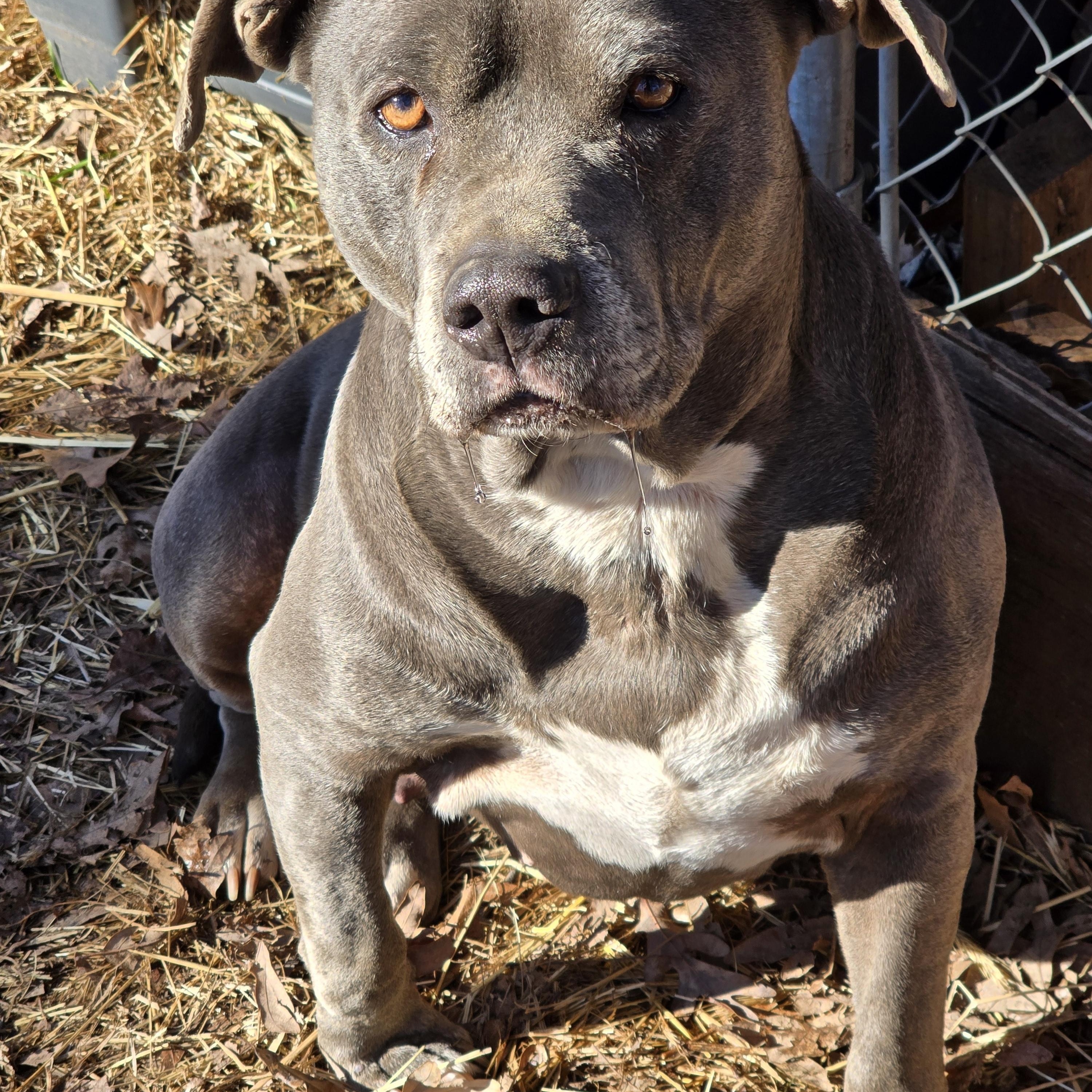 Enlarge Maddie-piper, a Adoptable American Staffordshire Terrier in Chase City, VA image 1/1