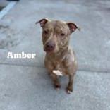 Enlarge Amber, a Adoptable mixed breed in Moline, IL image 1/1