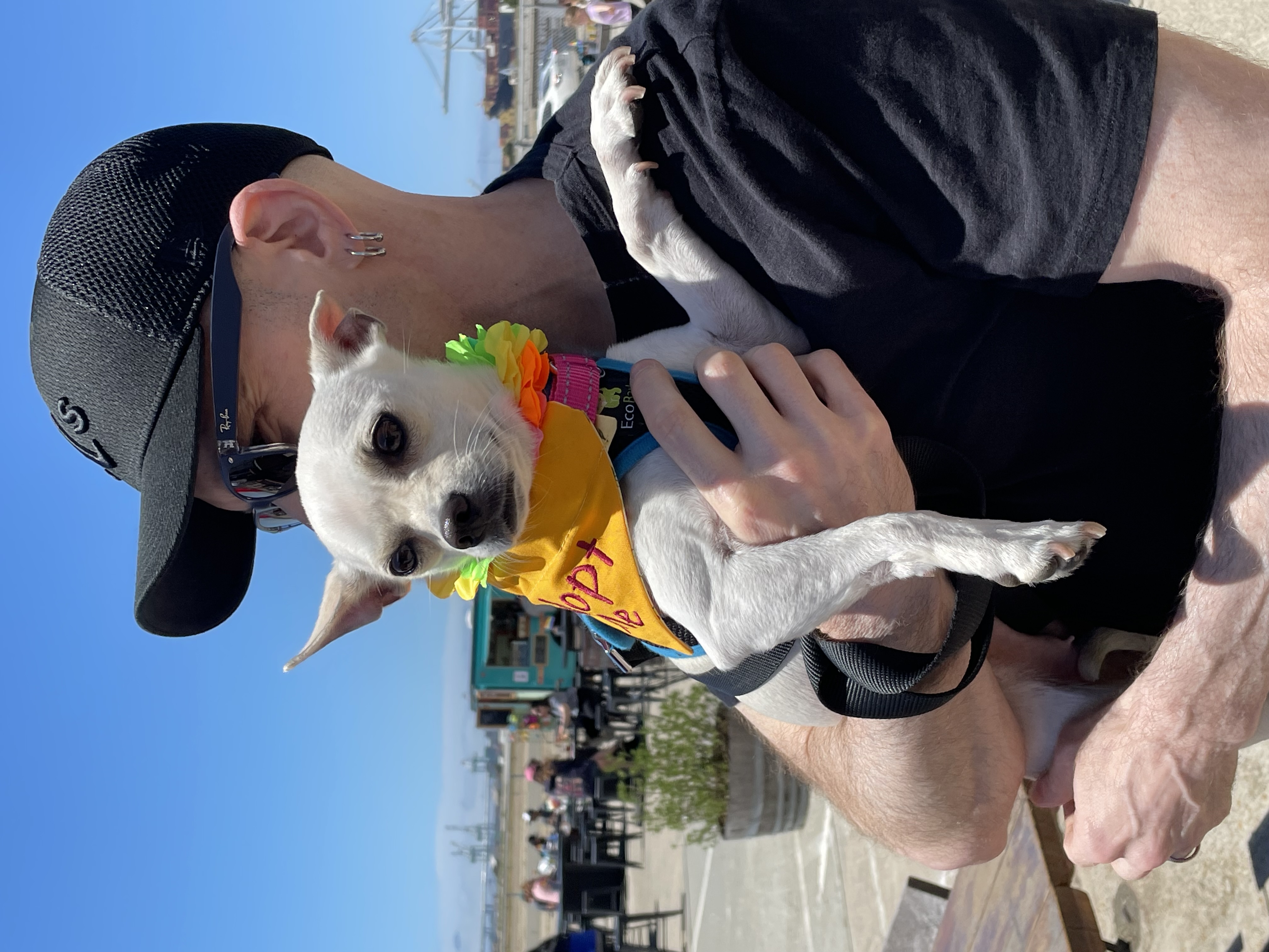 Enlarge BayBee, a Adopted Chihuahua in Oakland, CA image 3/4