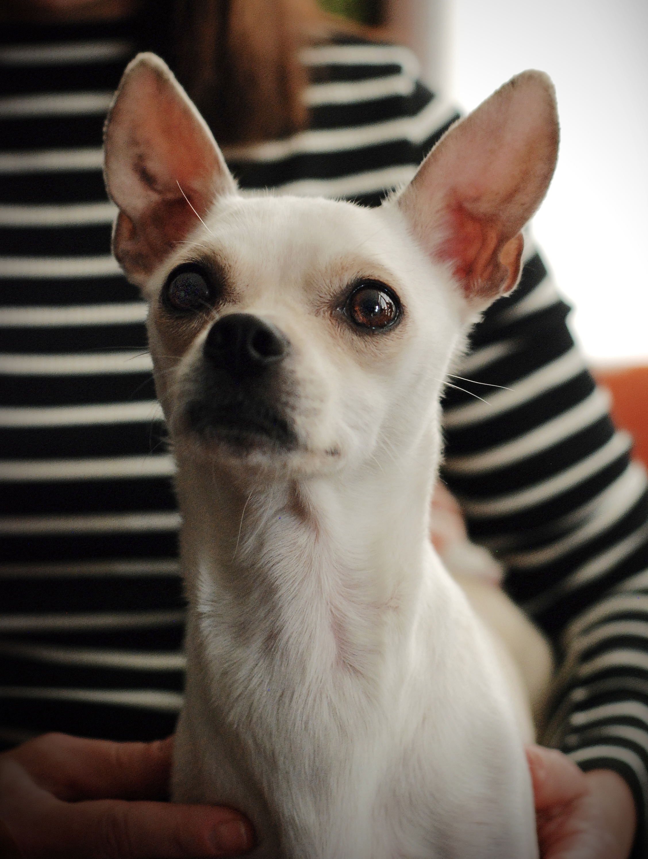 Enlarge BayBee, a Adopted Chihuahua in Oakland, CA image 1/4