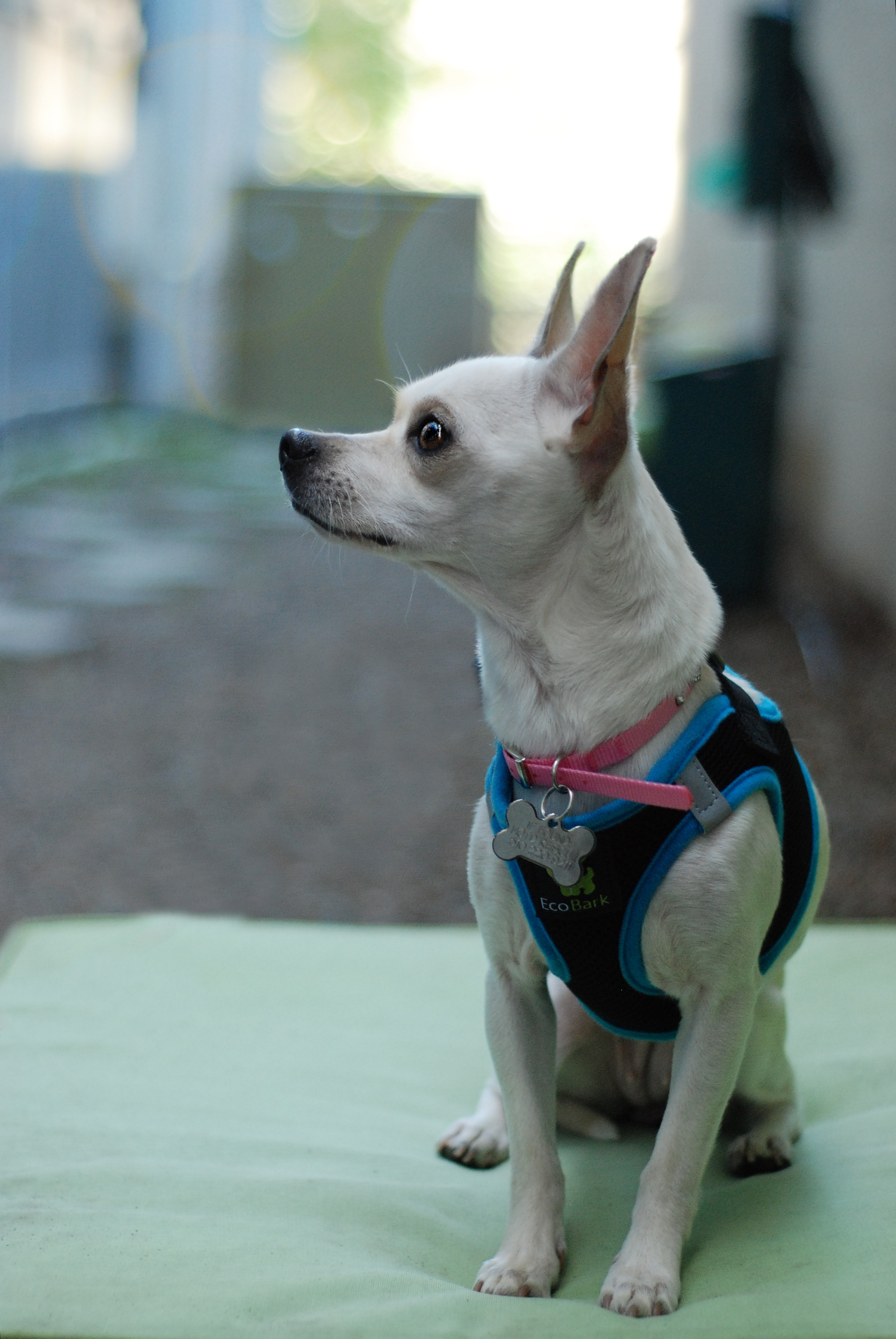 Enlarge BayBee, a Adopted Chihuahua in Oakland, CA image 4/4