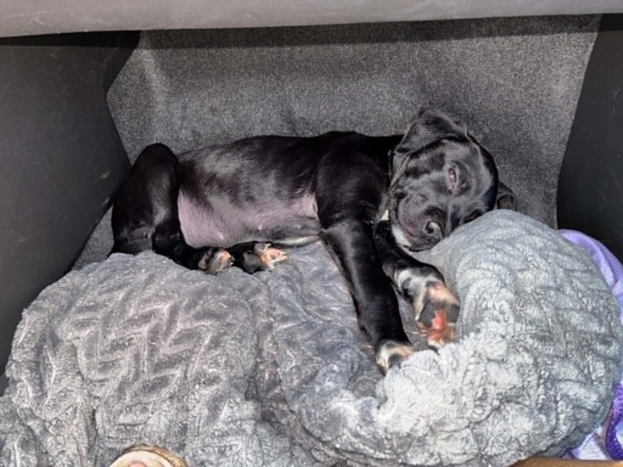 Spice, Adoptable, Young Female Boxer.
