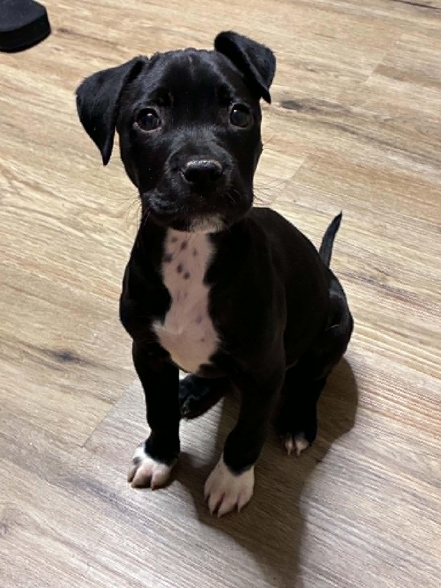 Spice, a Adoptable mixed breed in Piedmont, OK image 3/3