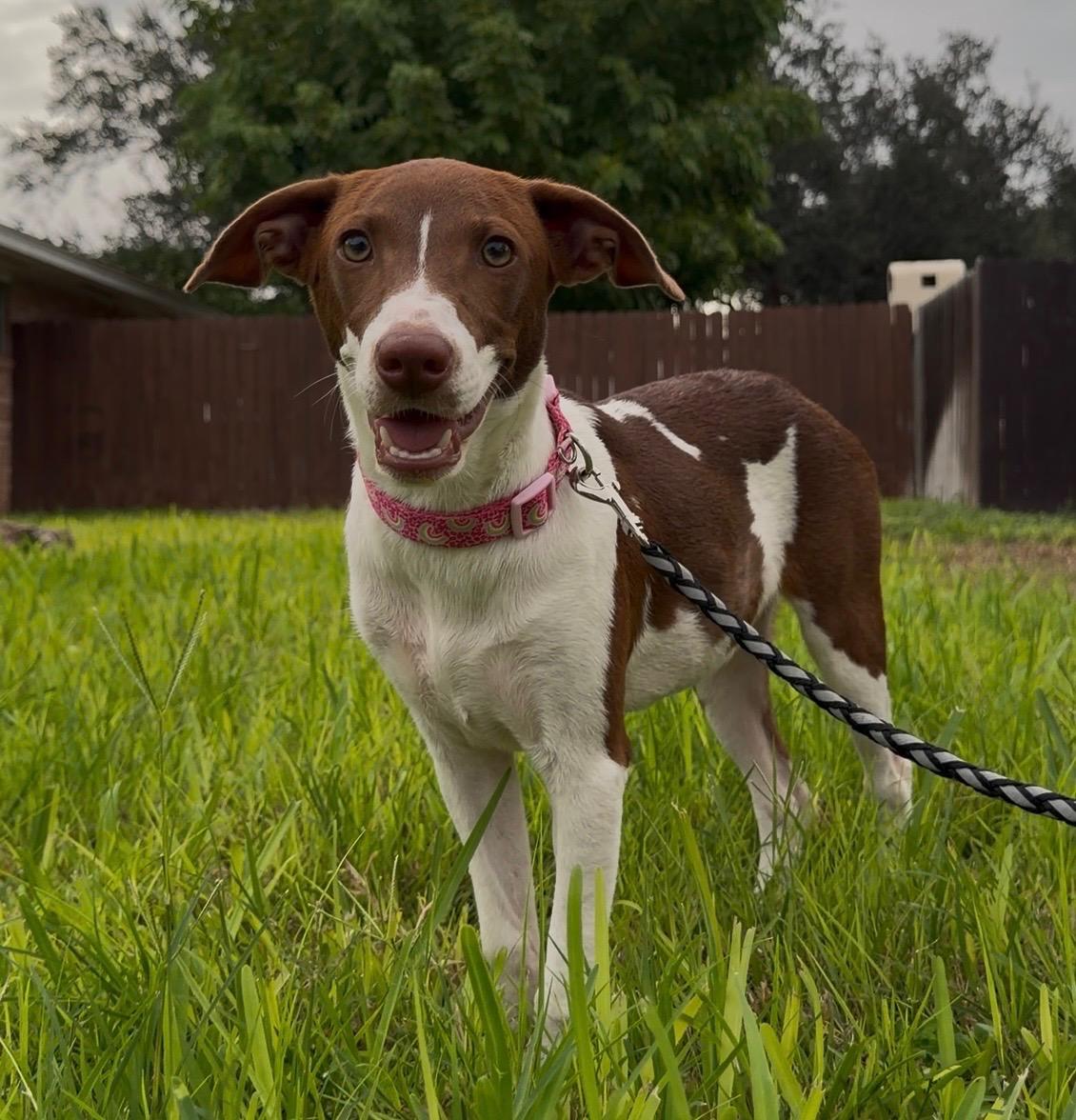 Gracie, Adoptable, Puppy Female Italian Greyhound & Jack Russell Terrier.