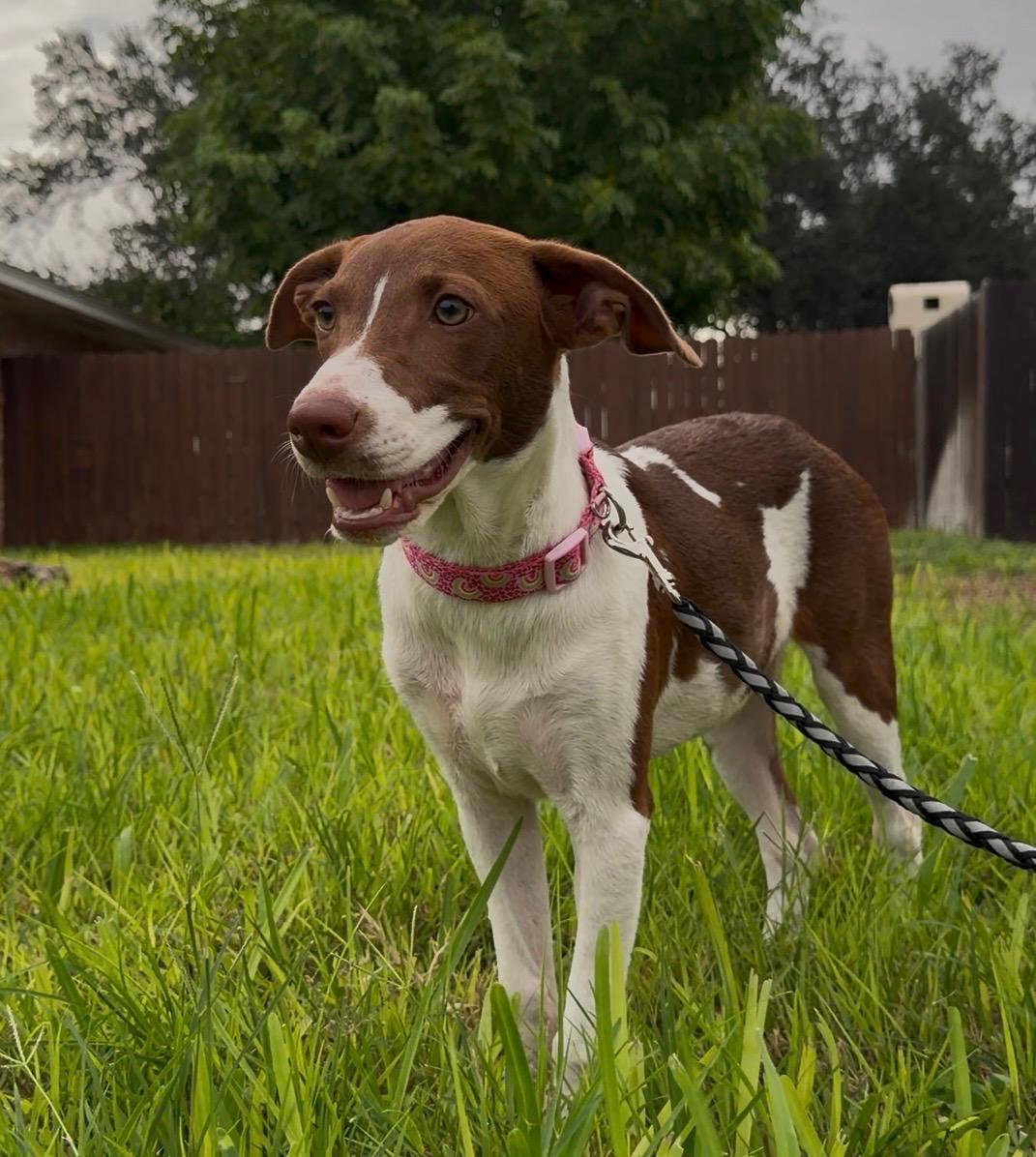 Enlarge Gracie, a Adoptable mixed breed in Eau Claire, WI image 2/5