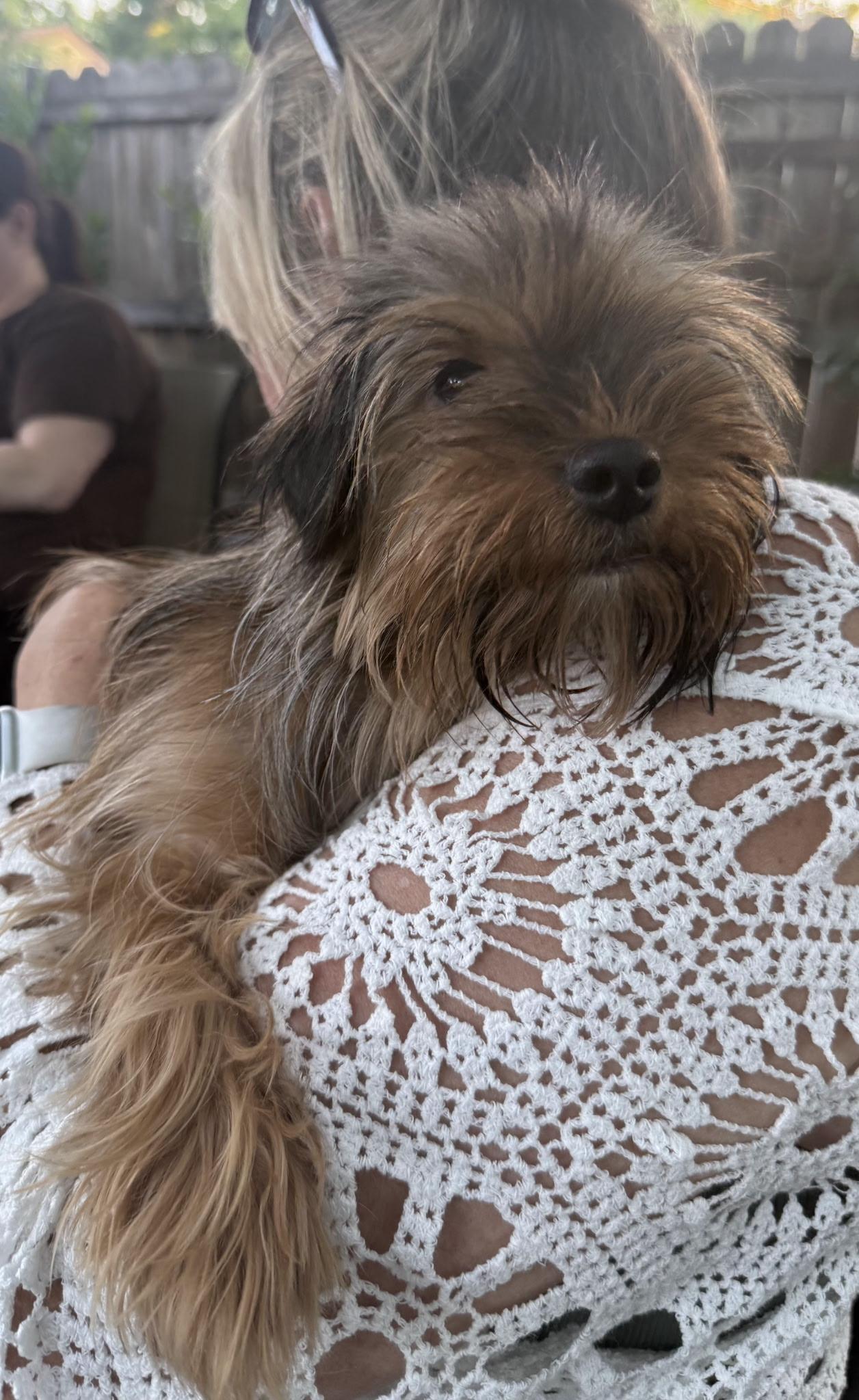 Milo, adopted, Puppy Male Yorkshire Terrier.