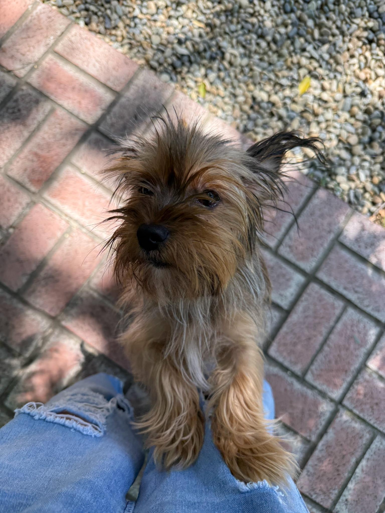 Milo, an adopted mixed breed in Fresno, CA image 6/6