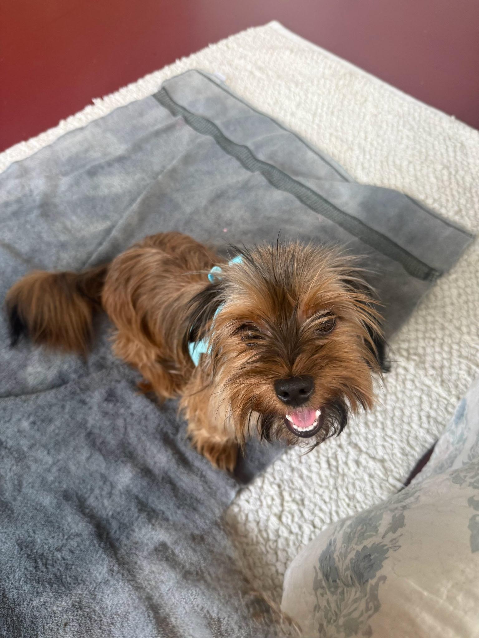 Milo, an adopted mixed breed in Fresno, CA image 5/6