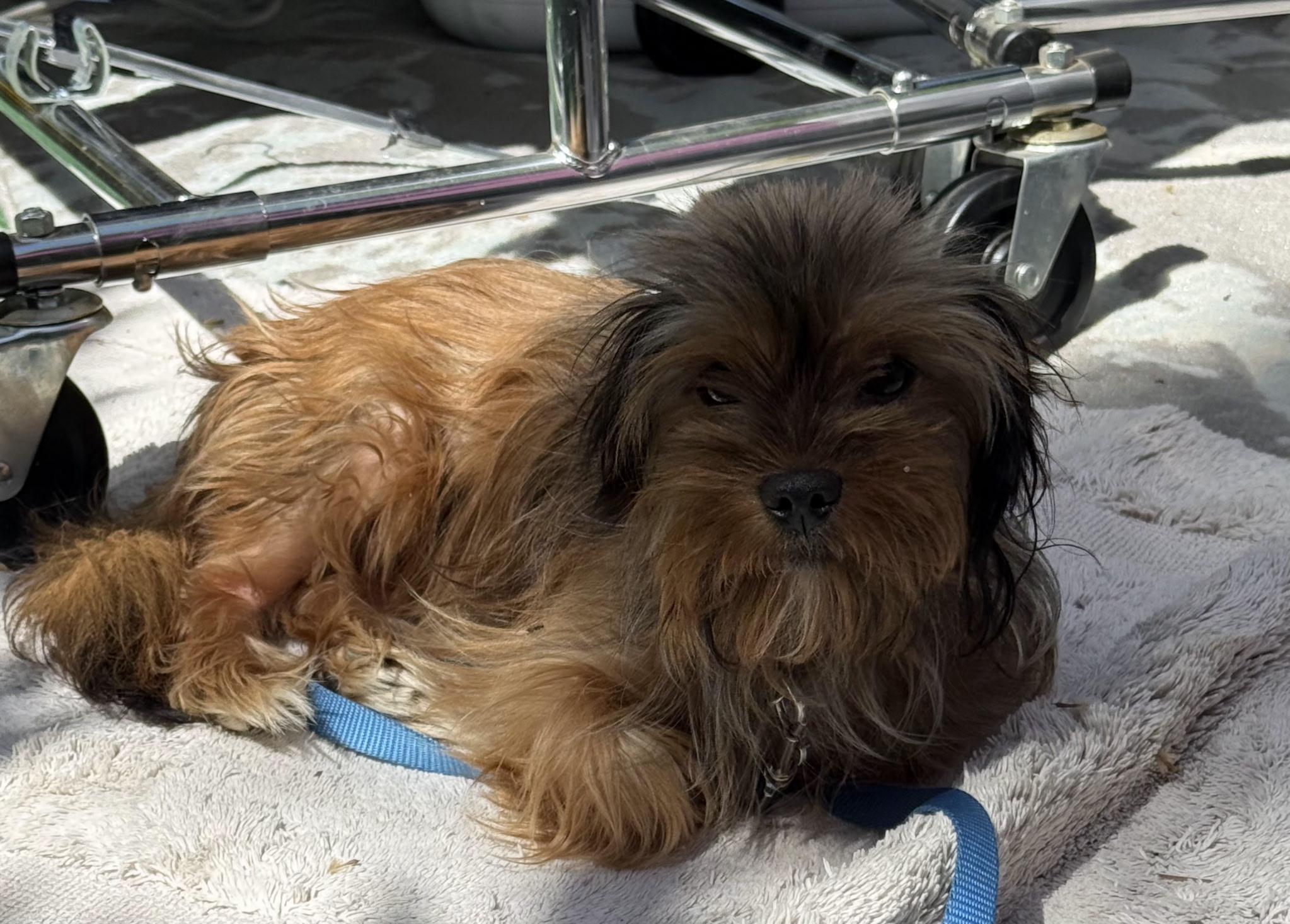 Milo, an adopted mixed breed in Fresno, CA image 2/6