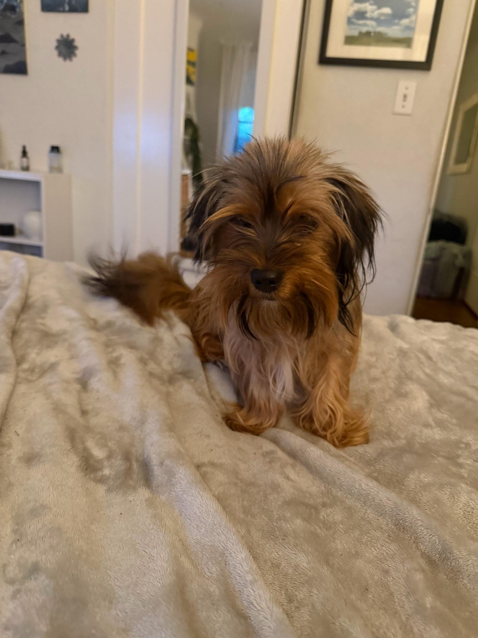 Milo, an adopted mixed breed in Fresno, CA image 4/6