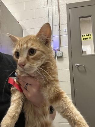 Enlarge Dodge, a Adoptable Domestic Medium Hair in Redmond, OR image 1/1