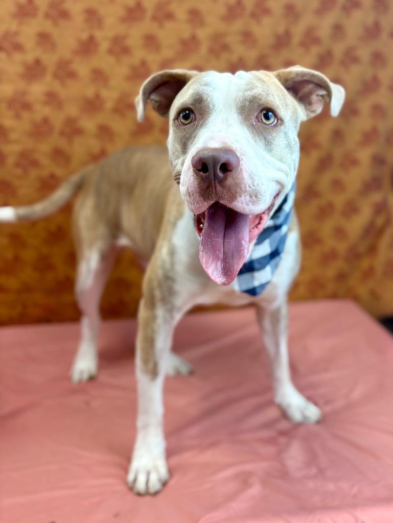 Scalywag, Adoptable, Adult Male Pit Bull Terrier.