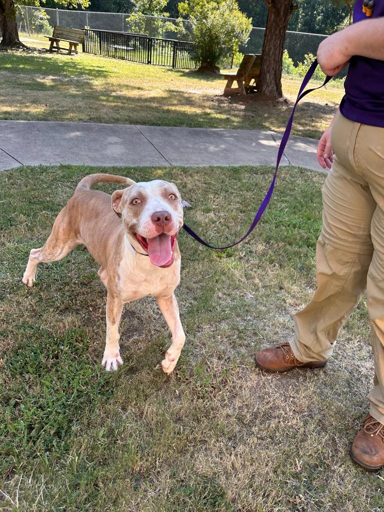Scalywag, Adoptable, Young Male Pit Bull Terrier.