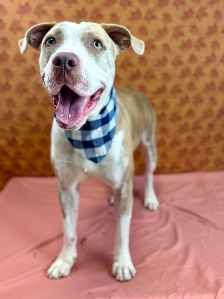 Enlarge Scalywag, a Adoptable Pit Bull Terrier in Nacogdoches, TX image 3/6