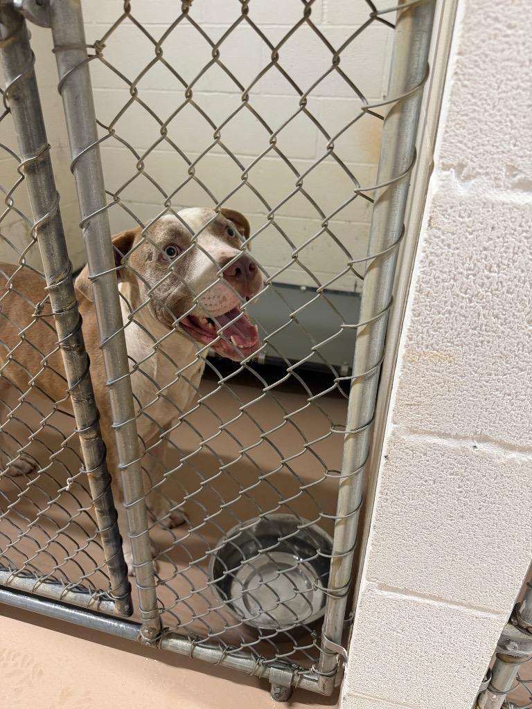 Enlarge Scalywag, a Adoptable Pit Bull Terrier in Nacogdoches, TX image 2/2