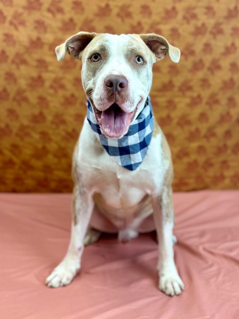 Enlarge Scalywag, a Adoptable Pit Bull Terrier in Nacogdoches, TX image 4/6