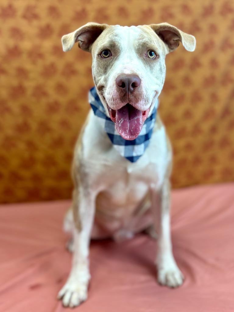 Enlarge Scalywag, a Adoptable Pit Bull Terrier in Nacogdoches, TX image 5/6
