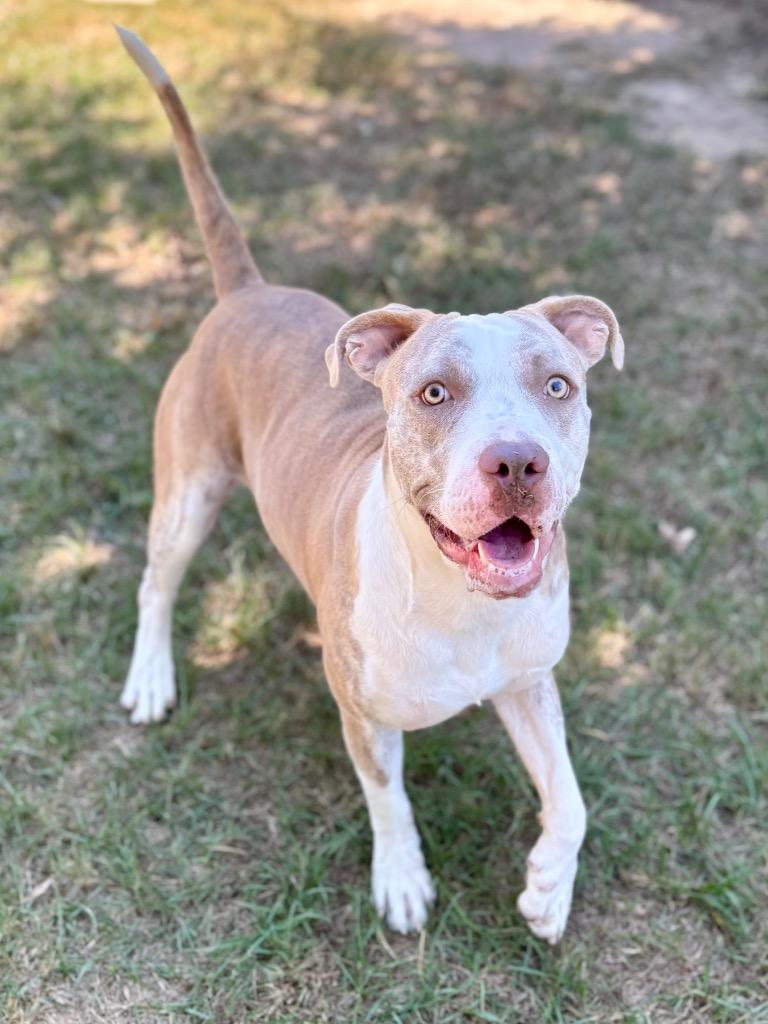 Enlarge Scalywag, a Adoptable Pit Bull Terrier in Nacogdoches, TX image 6/6