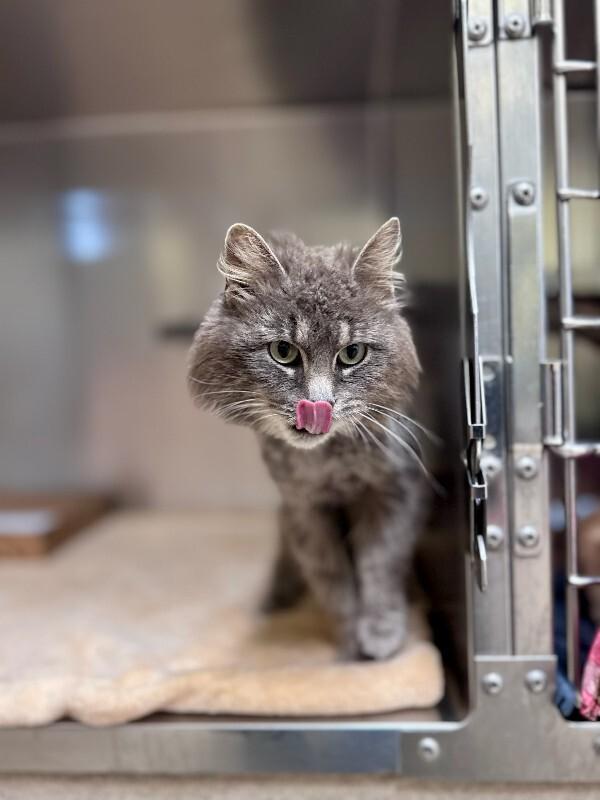 John, Adoptable, Adult Male Domestic Long Hair.