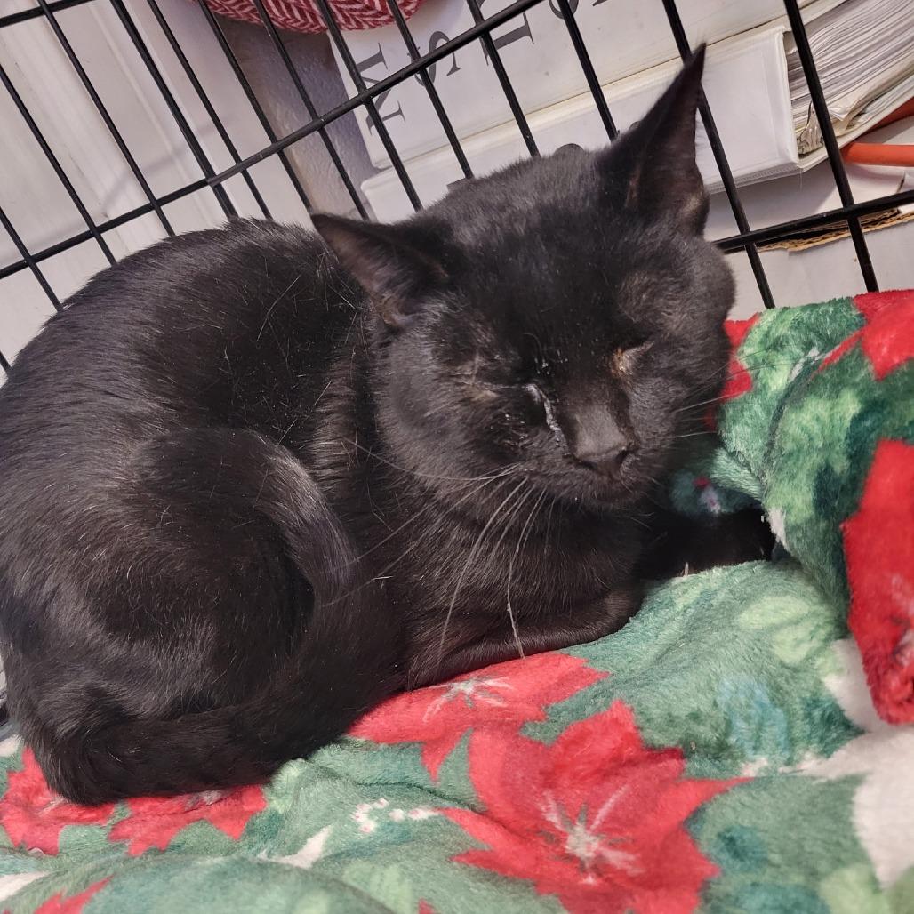 Enlarge Albert, a Adoptable Domestic Short Hair in Medford, OR image 1/1