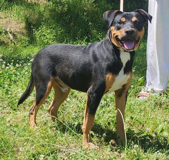 260481 Bruce, Adopted, Adult Male Pit Bull Terrier & Rottweiler.