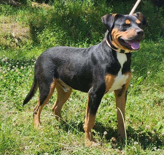 Enlarge 260481  Bruce, a Adopted mixed breed in Wetumpka, AL image 2/3