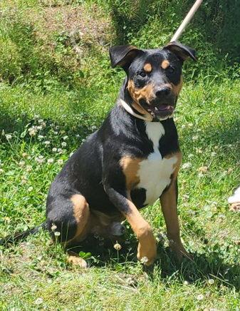 Enlarge 260481  Bruce, a Adopted mixed breed in Wetumpka, AL image 3/3