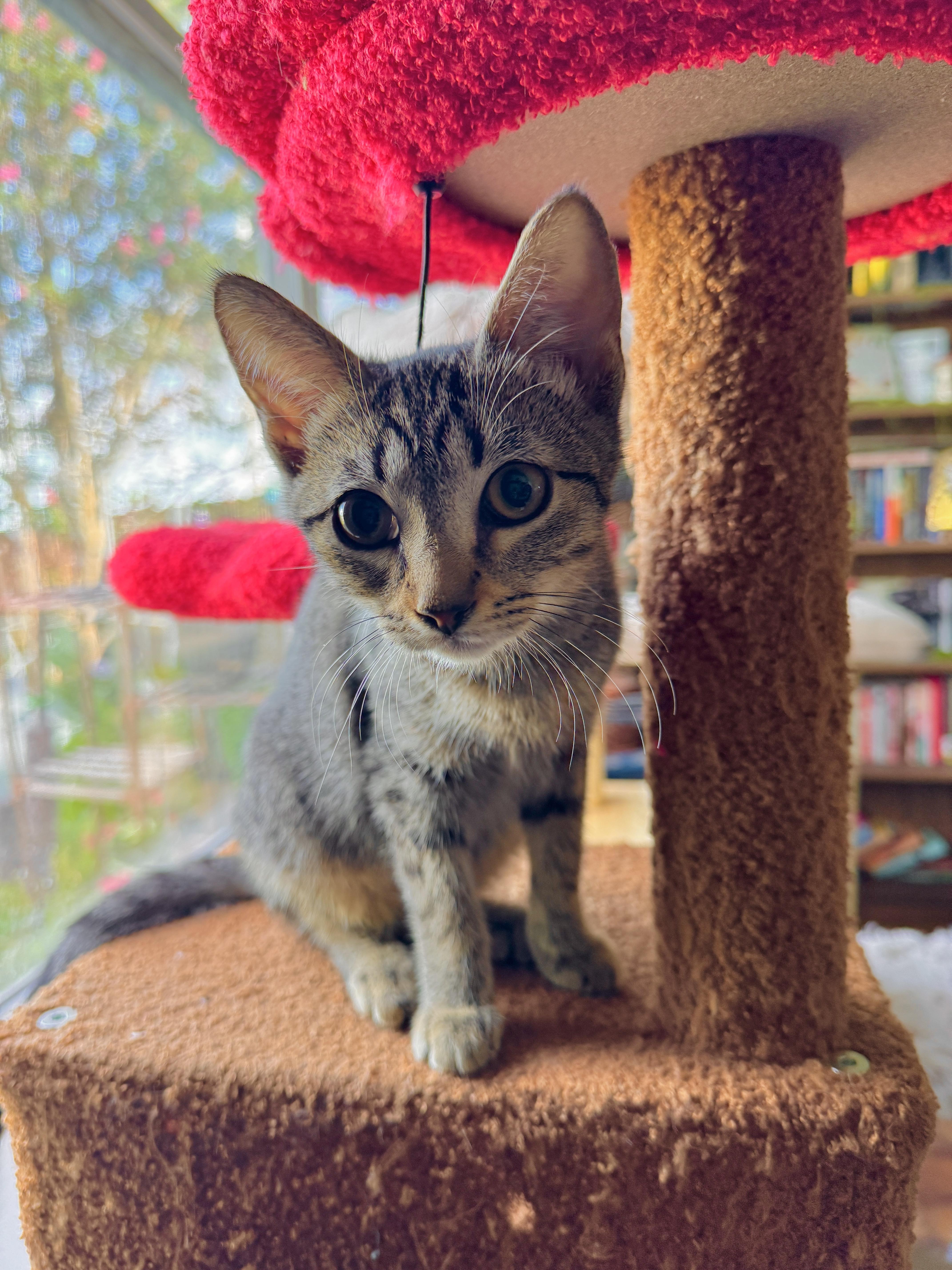 Wanda, Adoptable, Kitten Female Domestic Short Hair.