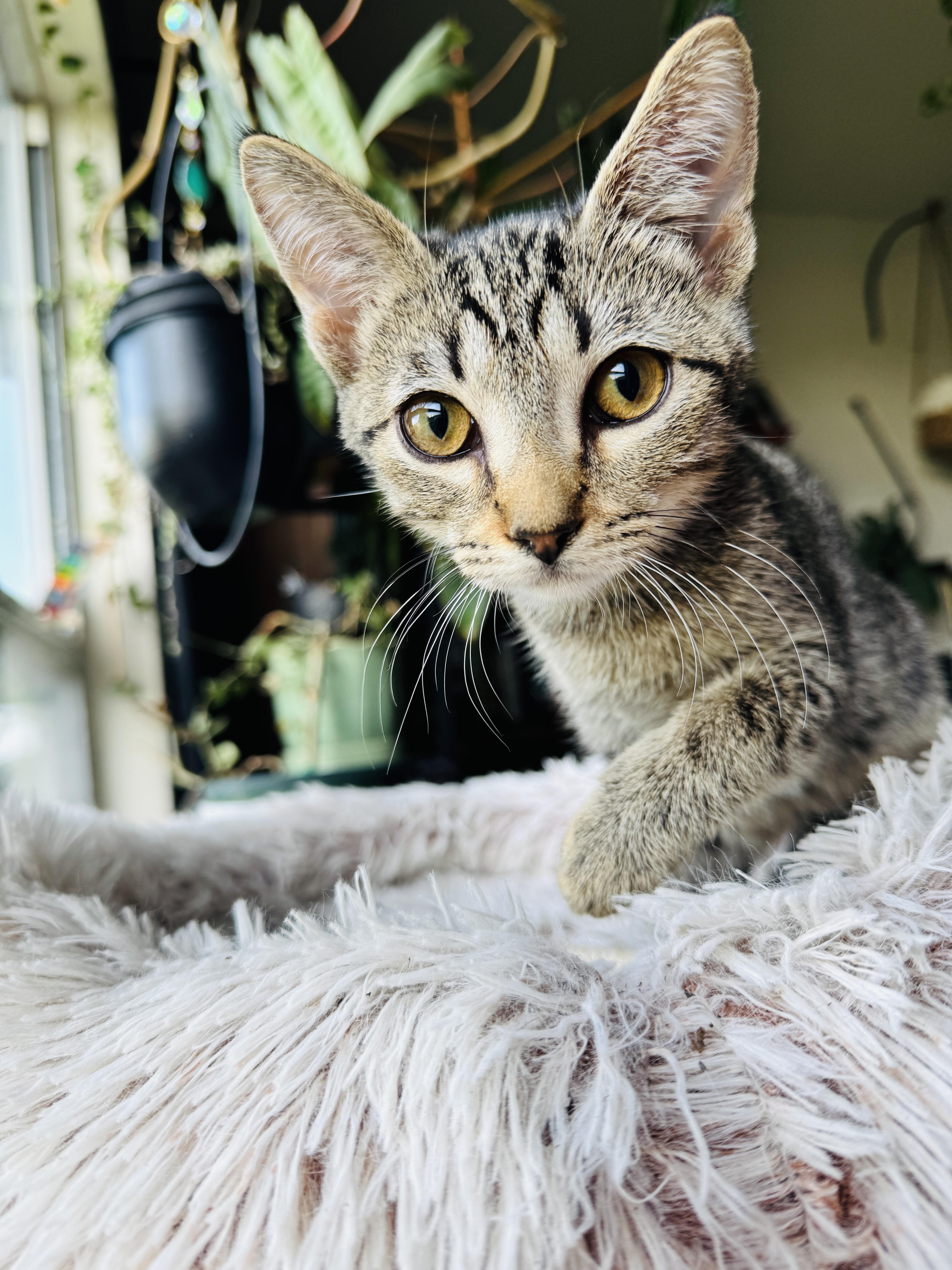 Enlarge Wanda, a Adoptable Domestic Short Hair in Salt Lake City, UT image 5/6