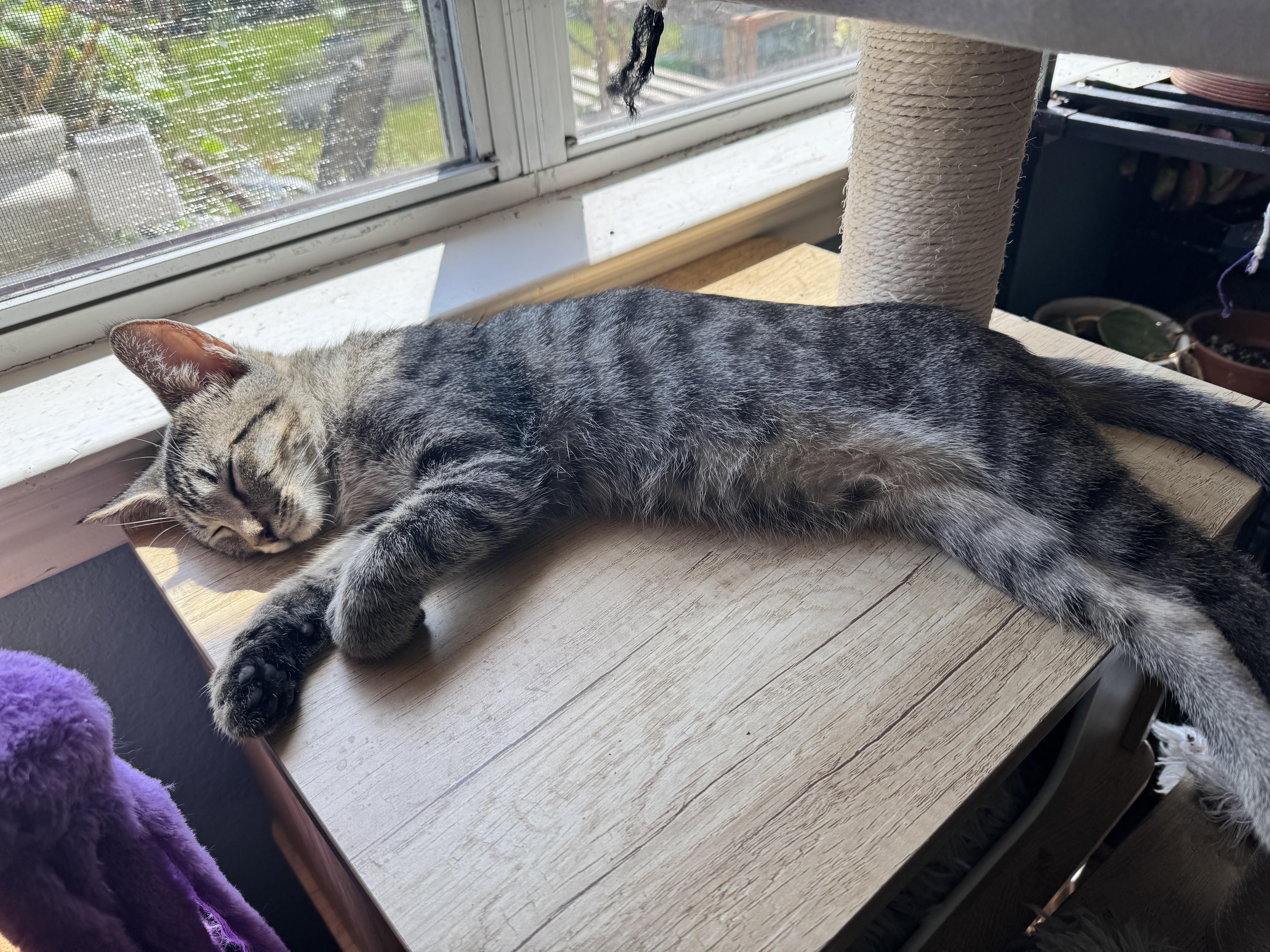Enlarge Wanda, a Adoptable Domestic Short Hair in Salt Lake City, UT image 6/6