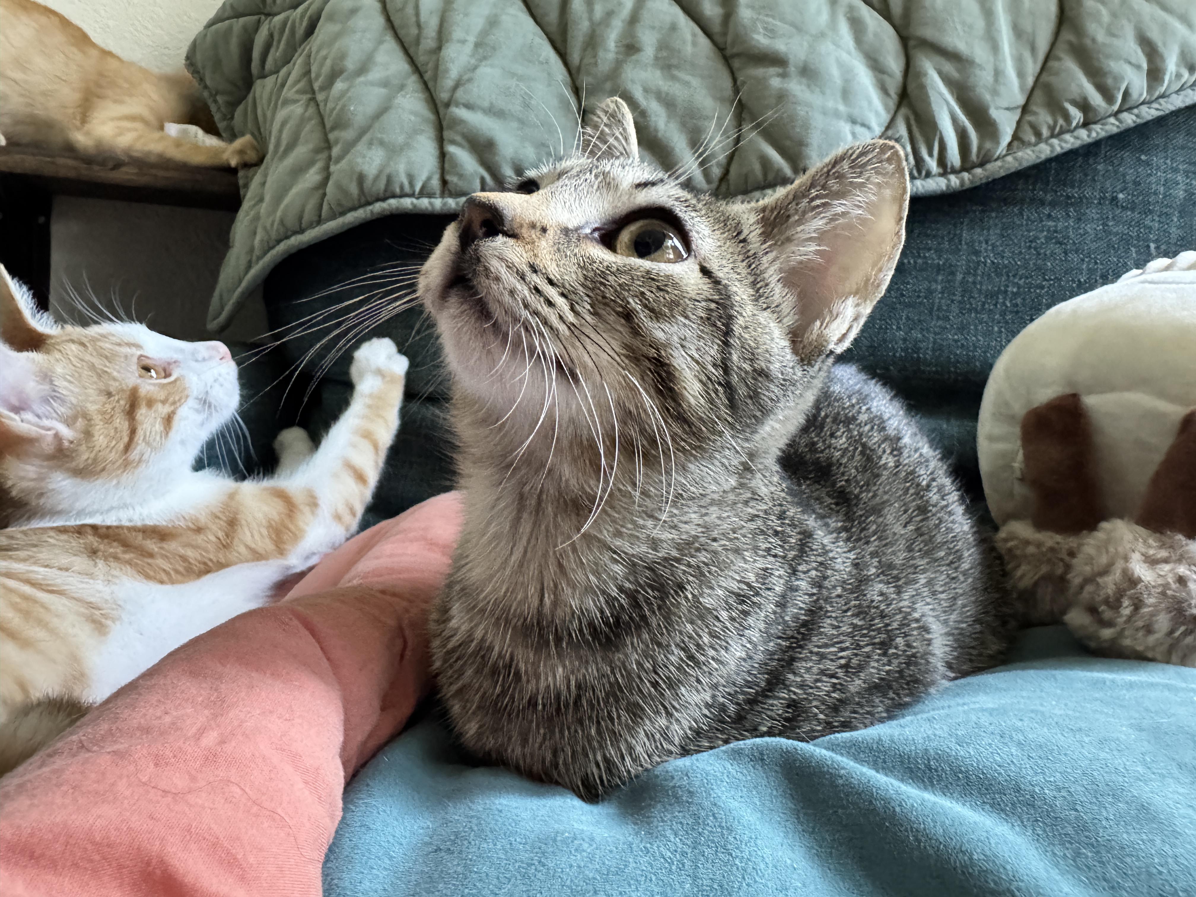Enlarge Wanda, a Adoptable Domestic Short Hair in Salt Lake City, UT image 4/6