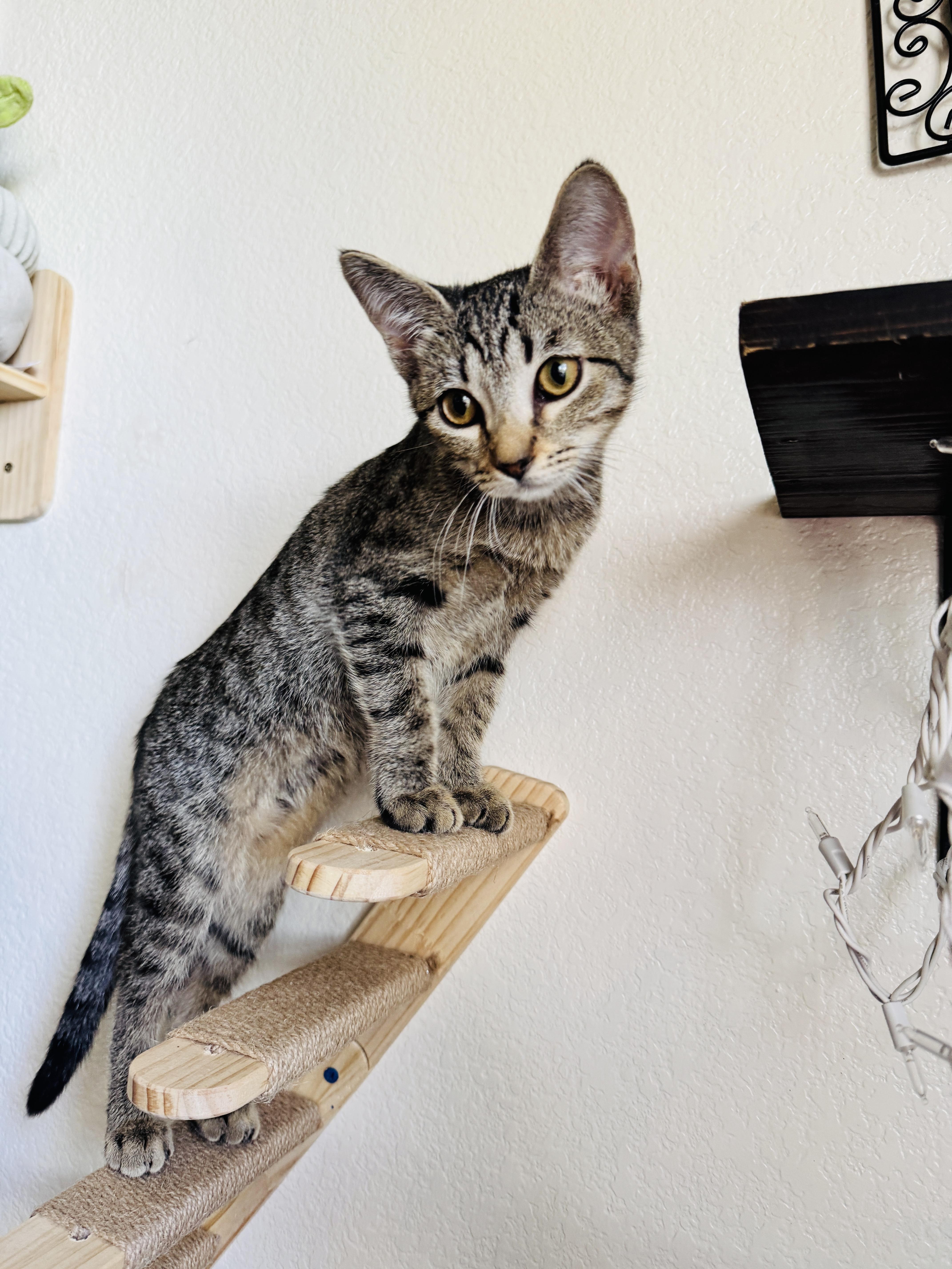 Enlarge Wanda, a Adoptable Domestic Short Hair in Salt Lake City, UT image 2/6