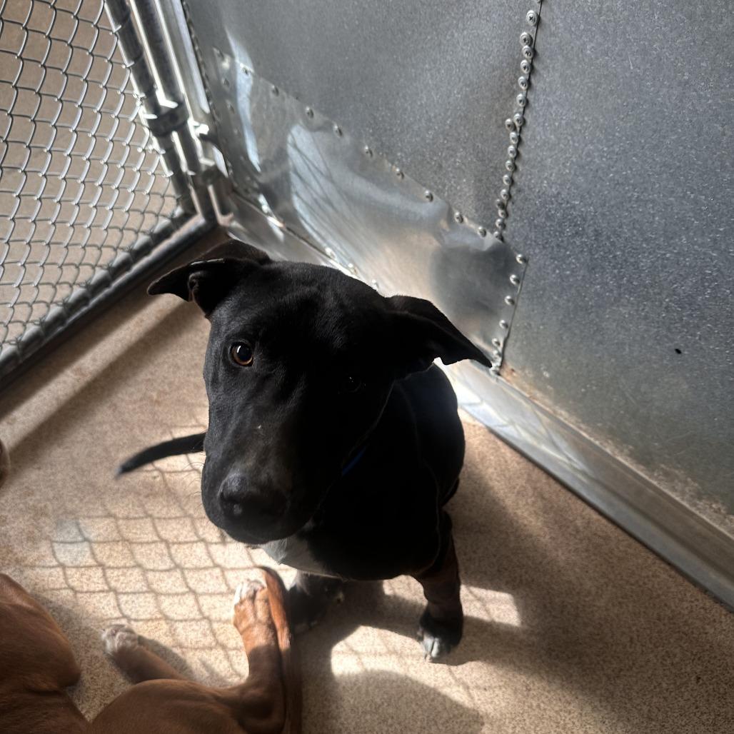 Enlarge Rocky, a Adoptable Mixed Breed in Ardmore, OK image 1/1