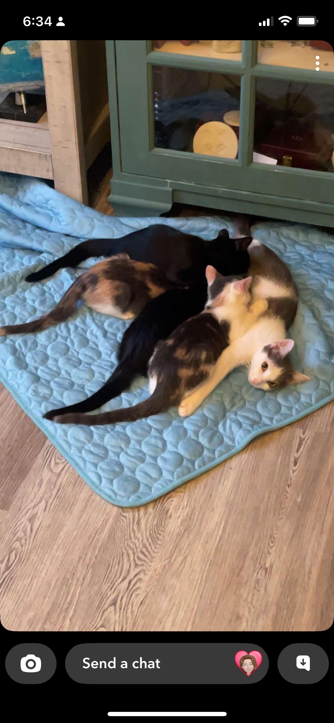 Enlarge Daffodil, a Adoptable Domestic Short Hair in Holly, MI image 1/5