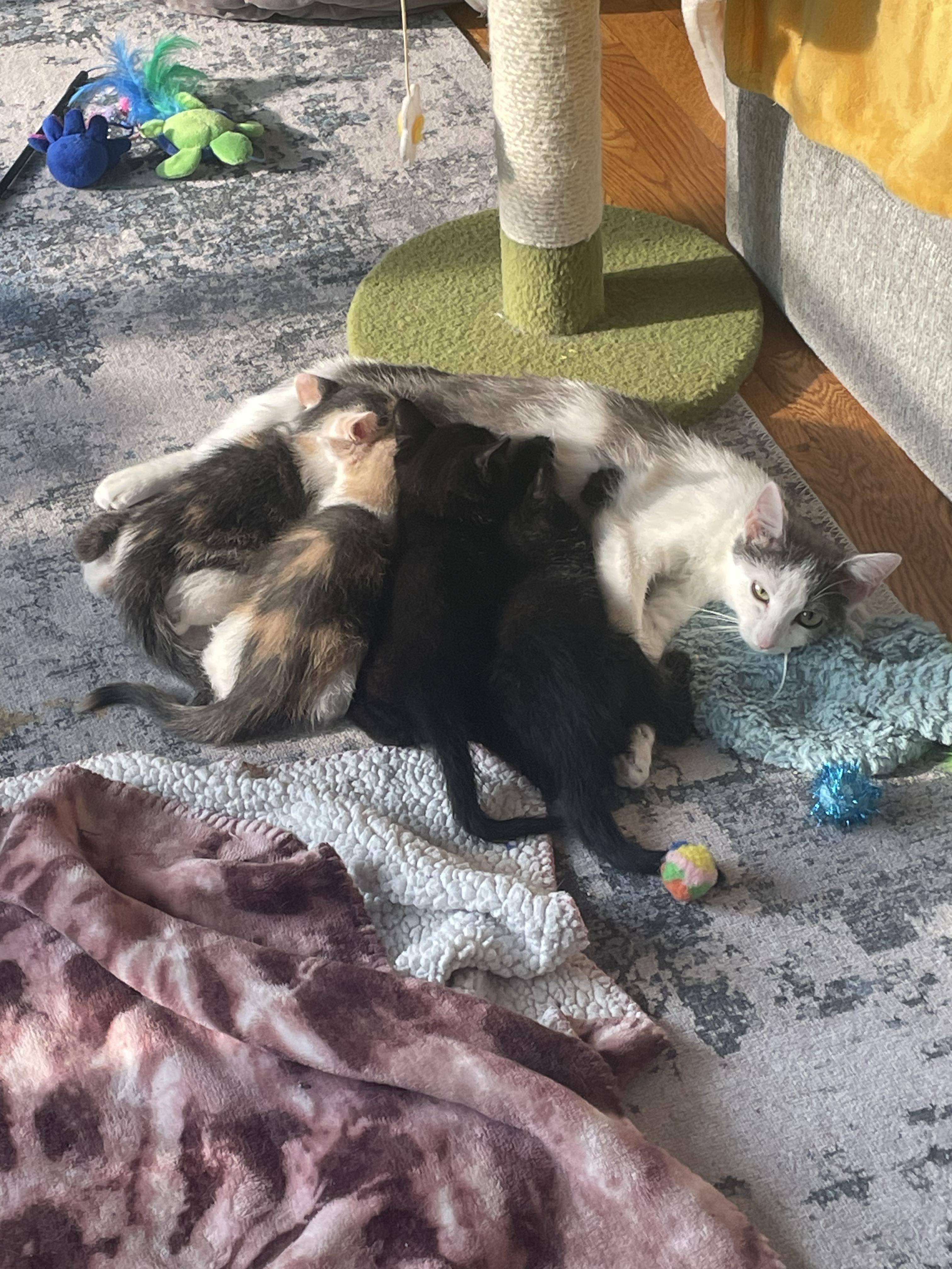 Enlarge Daffodil, a Adoptable Domestic Short Hair in Holly, MI image 2/5