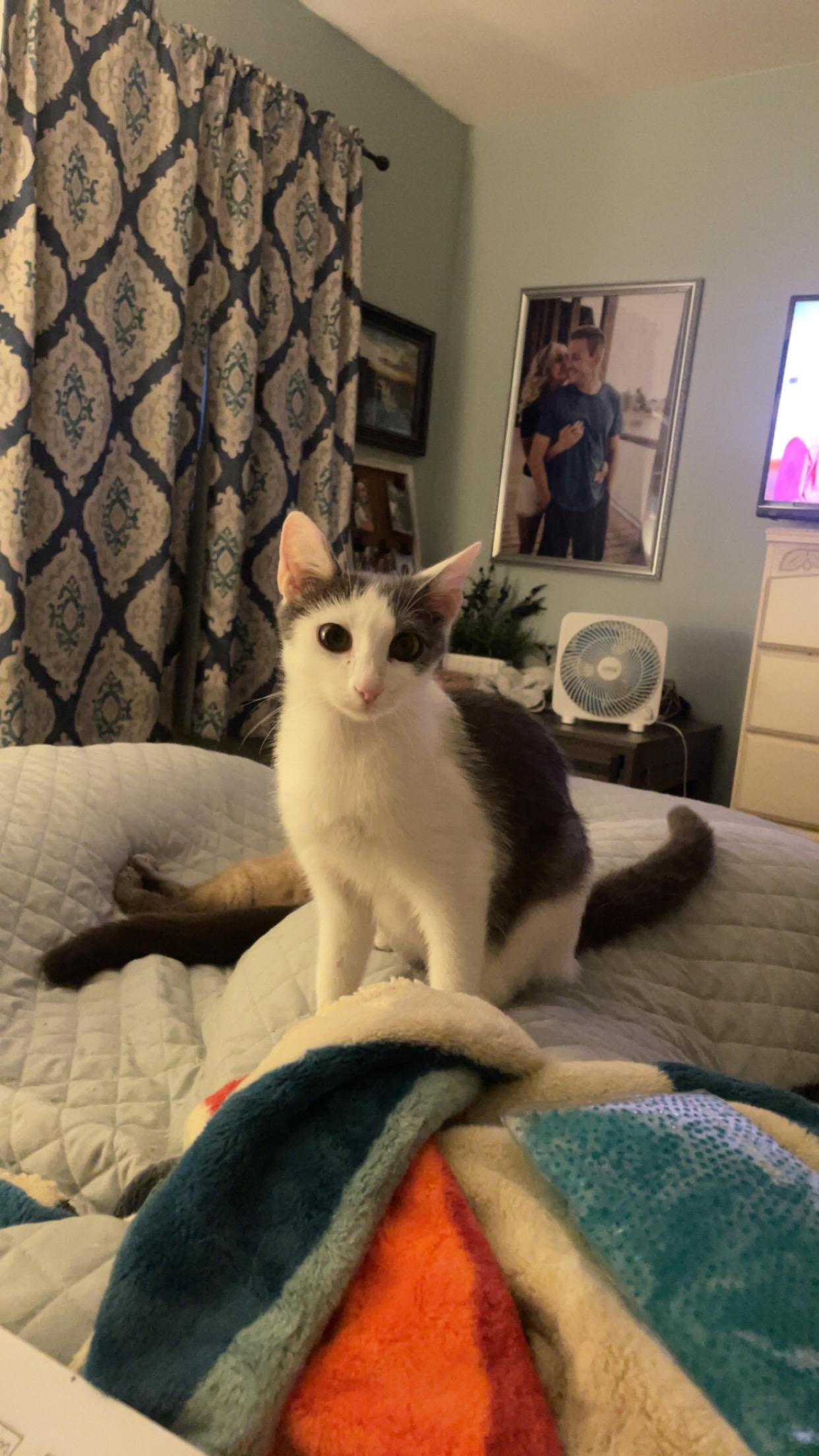 Enlarge Daffodil, a Adoptable Domestic Short Hair in Holly, MI image 5/5