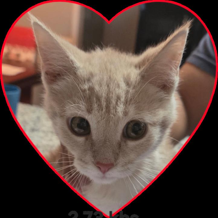 Enlarge Leo, a Adoptable Domestic Short Hair in MOUNT AIRY, NC image 1/2