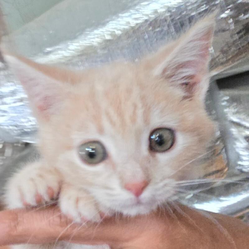 Enlarge Leo, a Adoptable Domestic Short Hair in MOUNT AIRY, NC image 2/2