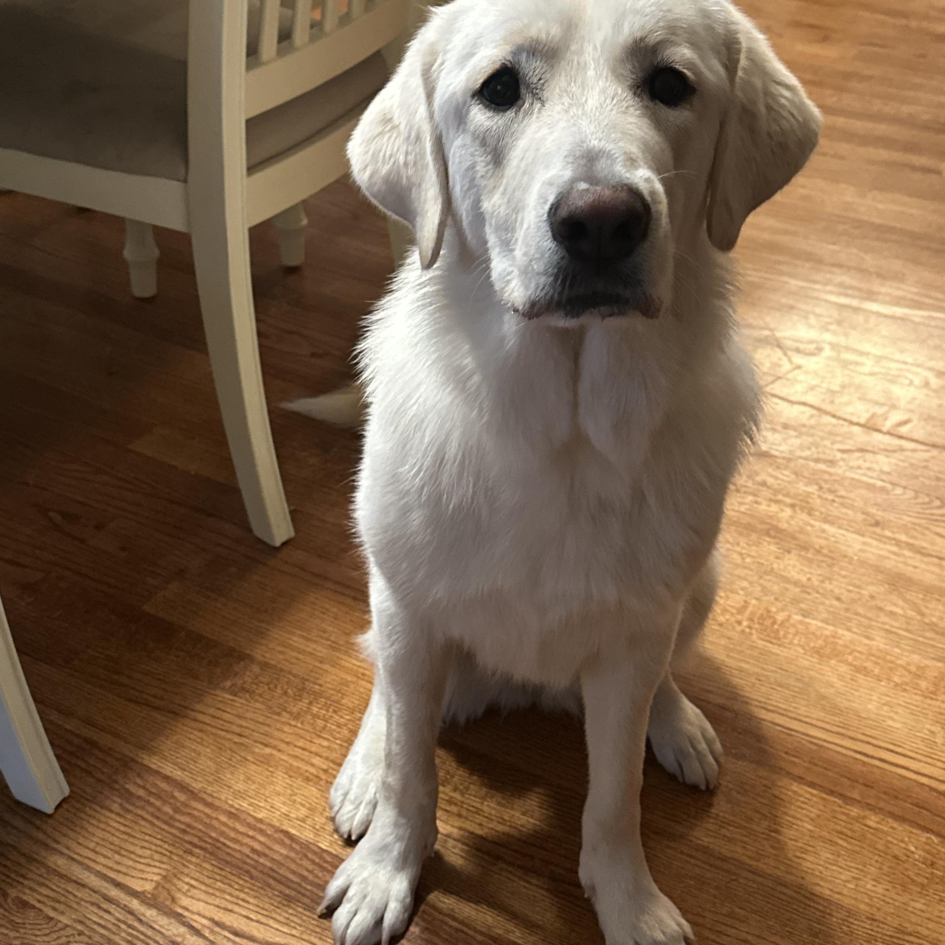 Enlarge Montana, a ADOPTABLE mixed breed in Mendham, NJ image 4/4
