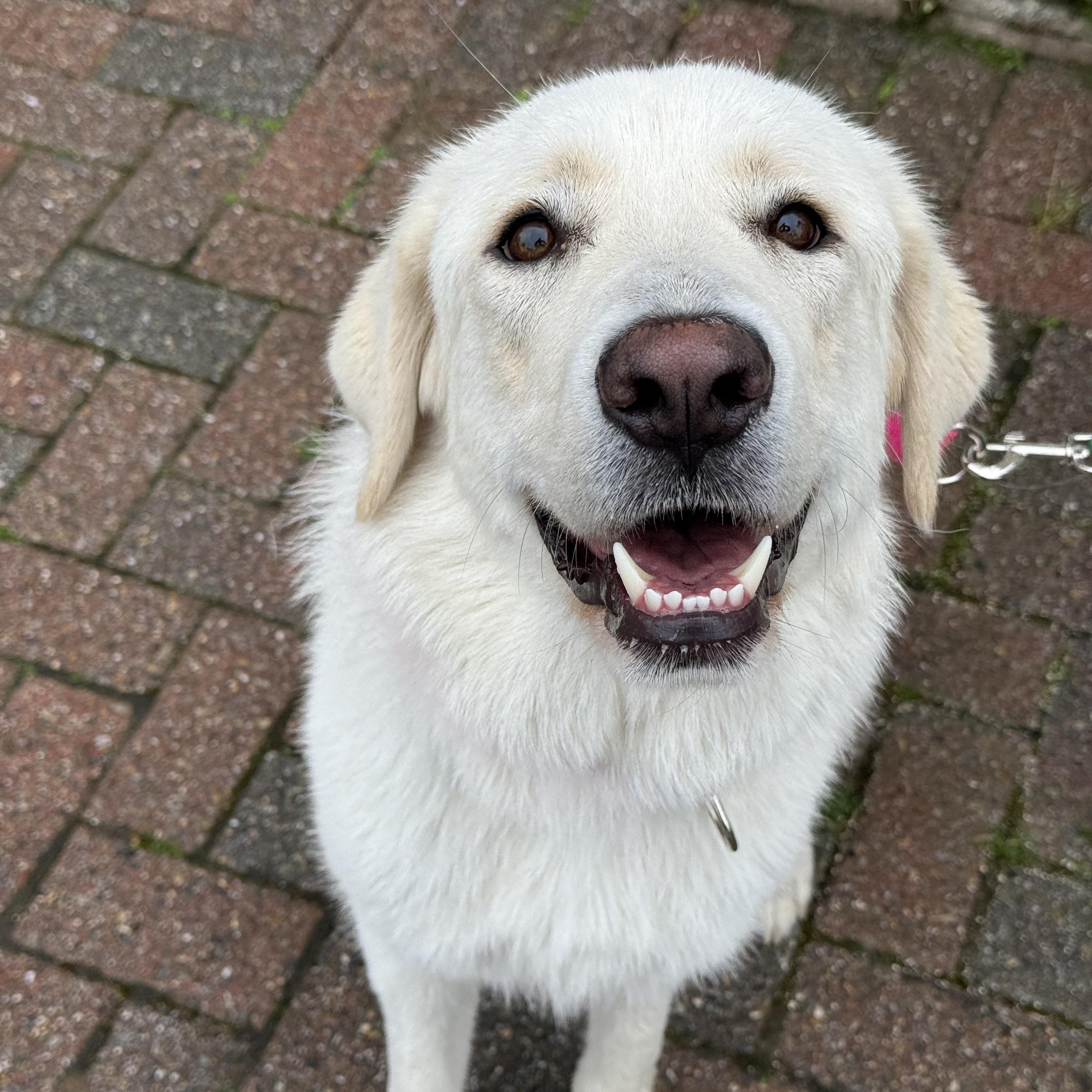Enlarge Montana, a ADOPTABLE mixed breed in Mendham, NJ image 3/4