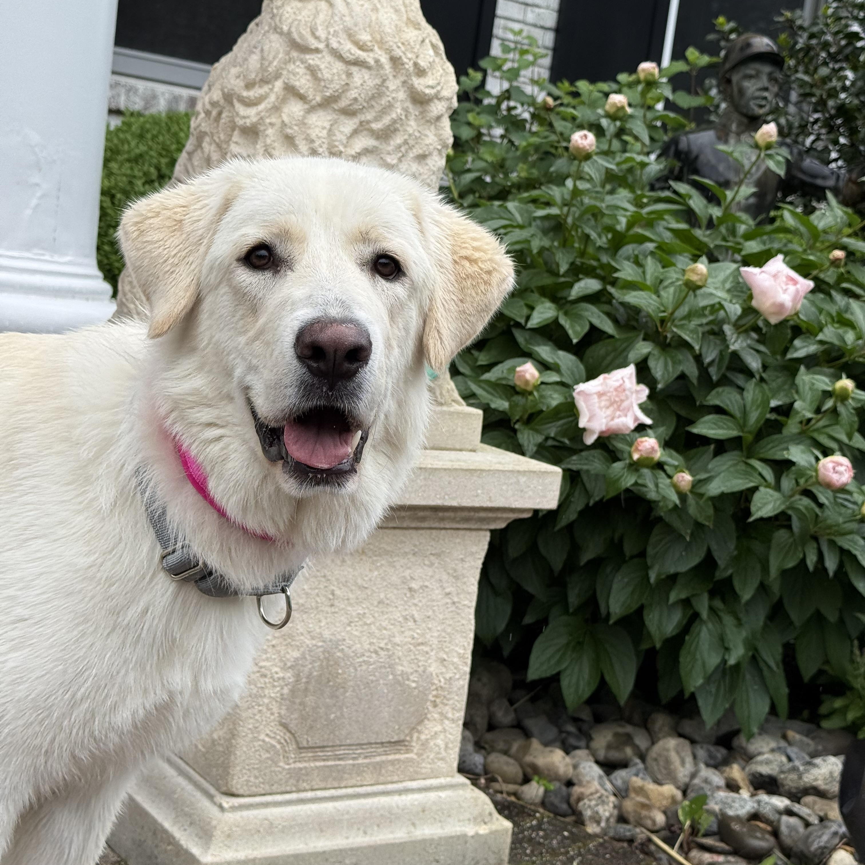 Montana, ADOPTABLE, Adult Female Great Pyrenees & Labrador Retriever.