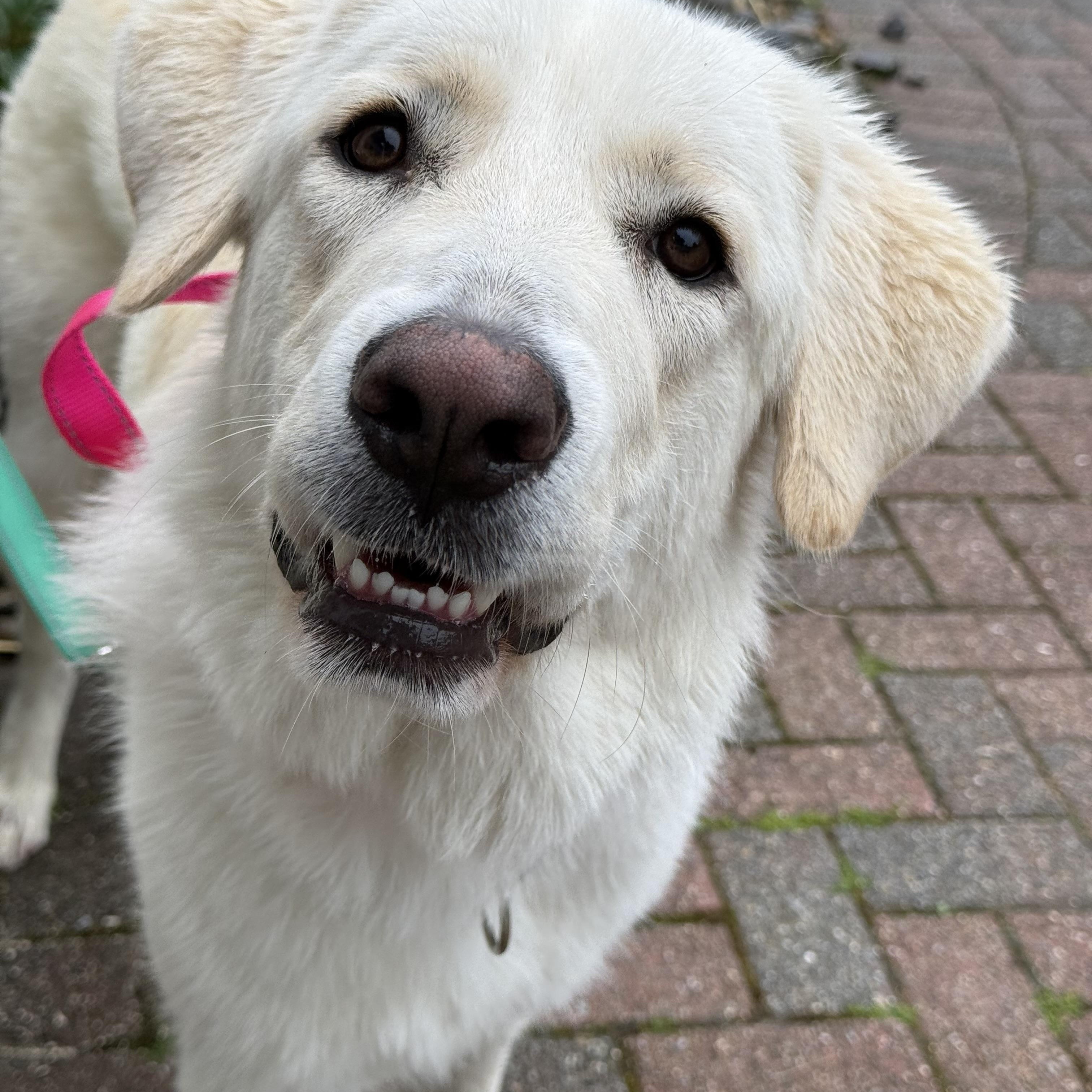 Enlarge Montana, a ADOPTABLE mixed breed in Mendham, NJ image 2/4