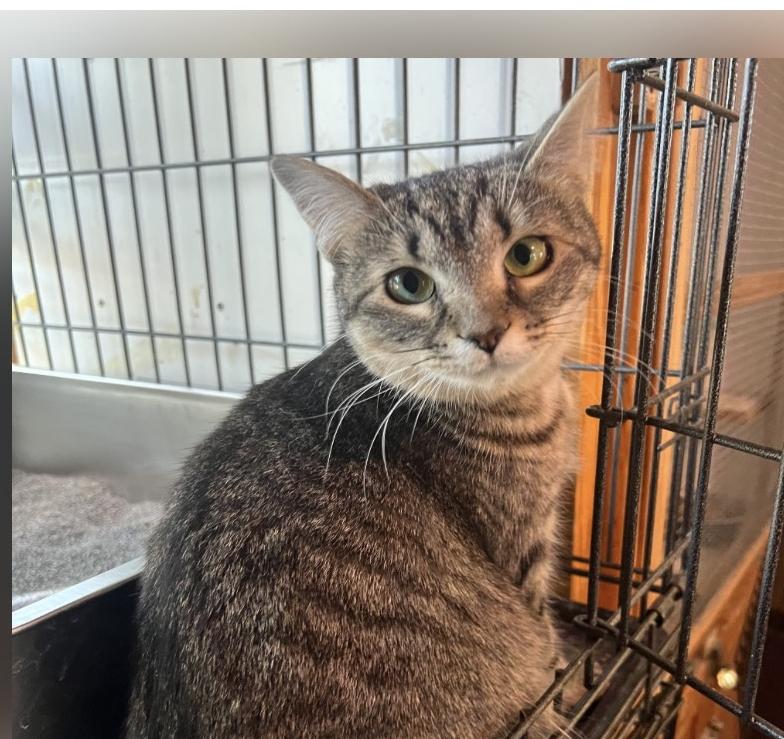 Enlarge Grace, an adopted Domestic Short Hair in Winthrop, ME image 1/1