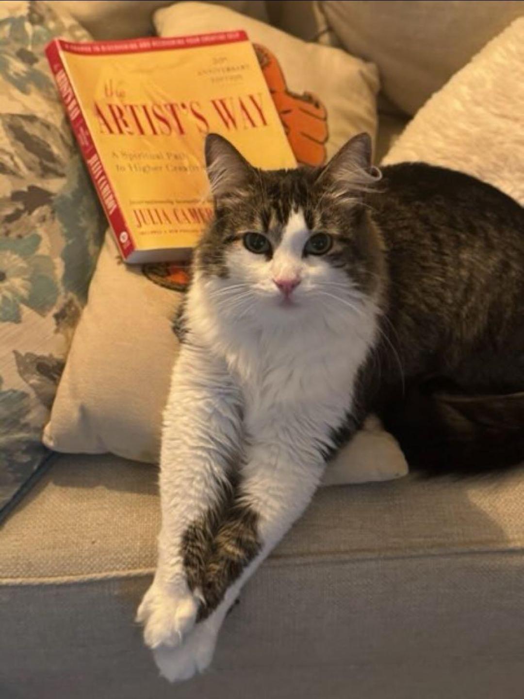 Enlarge Tofu, an adopted mixed breed in BEVERLY HILLS, CA image 3/4